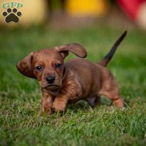 Tiny T, Dachshund Puppy